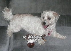 Daisy_with_toy_04-11-11