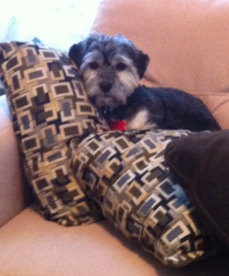Jax in New York - in Couch Cushions - resized