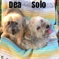 Dea and Solo Headshot May 2016