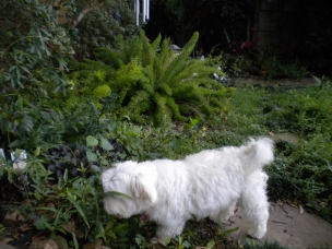 Katie spies a fairy in the garden
