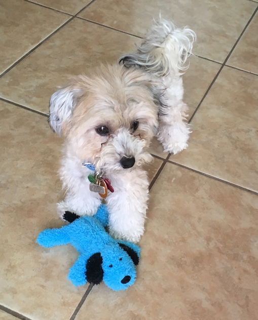 Kizzy with blue dog