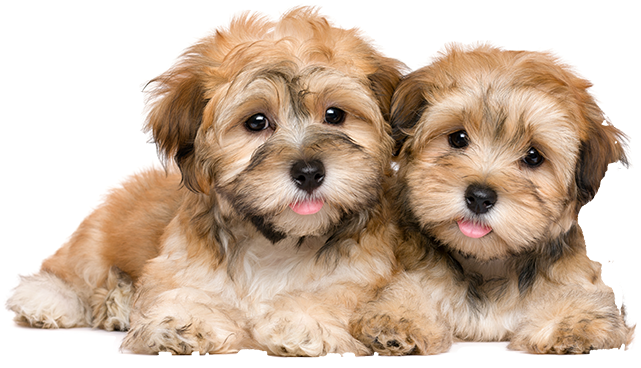 Contact us Dog image