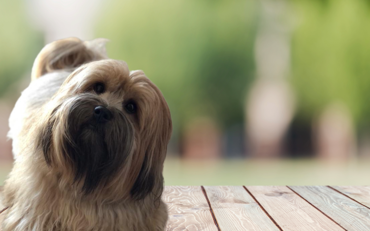 Every Tail Deserves a Happy Ending