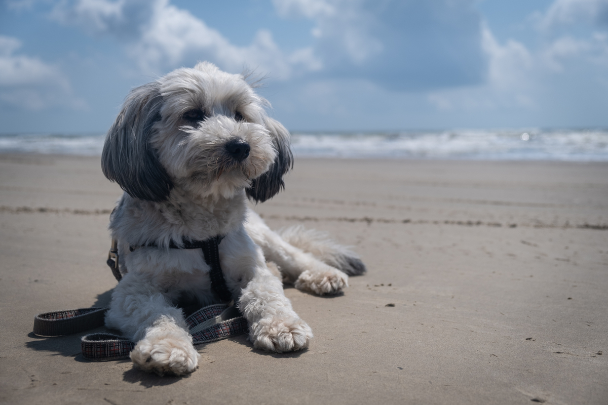 Need Help Finding a New Home for Your Havanese?