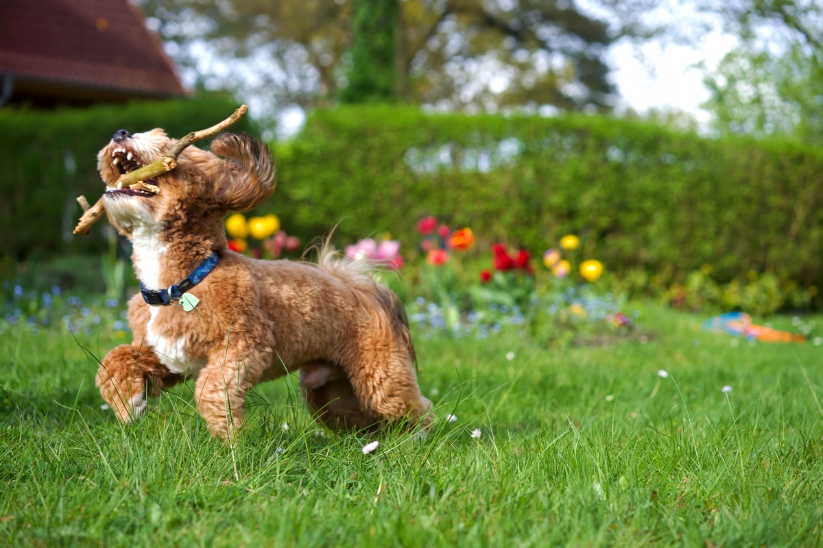 Be the Reason a Havanese Finds a Second Chance