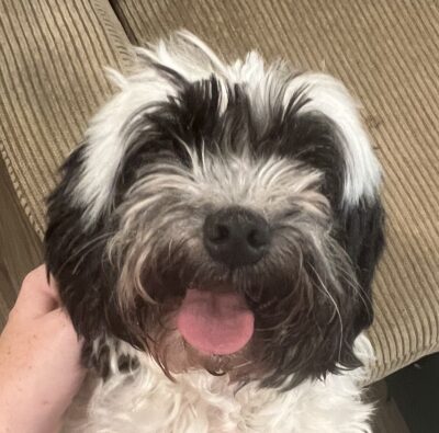 Ziva in OK