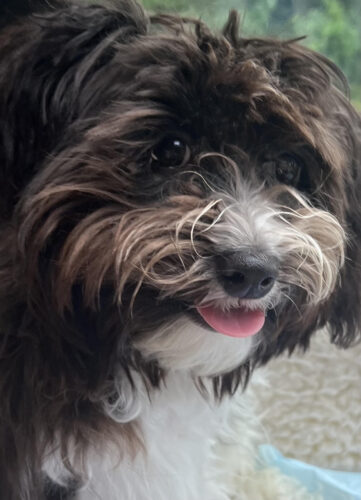 Millie in MA