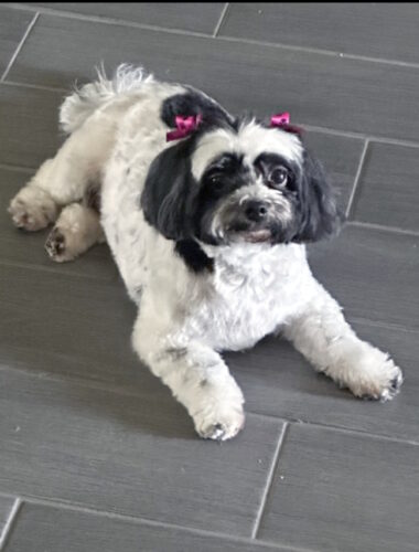 Ziva in TX