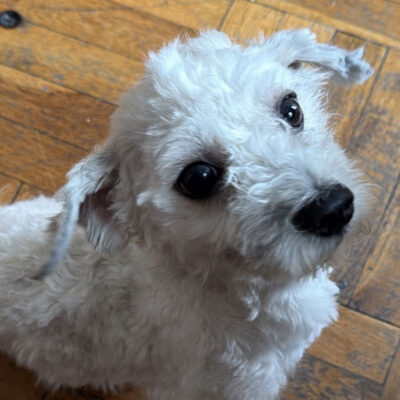 Toby in NJ